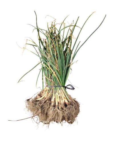 Manojo de Cebollinos frescos para Plantar Variedad Babosa (100unds)
