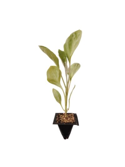 Planta de Berenjena Selección Premium