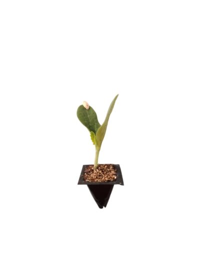 Planta de Calabacín Selección Premium