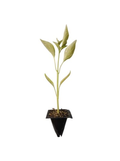 Planta de Pimiento Italiano (Freír, Medrano)