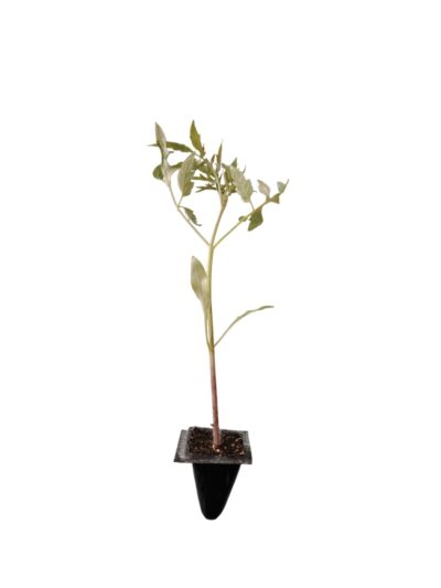Planta de Tomate Huevo de Toro